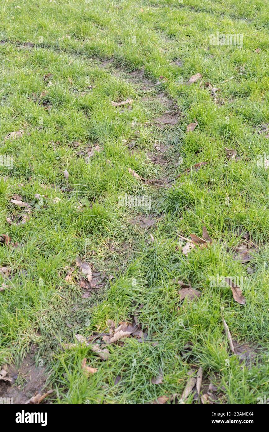 Tyre mark on wet grass verge of road. Metaphor round the bend, changing course, change of direction, keep off the grass, muddy track. Stock Photo