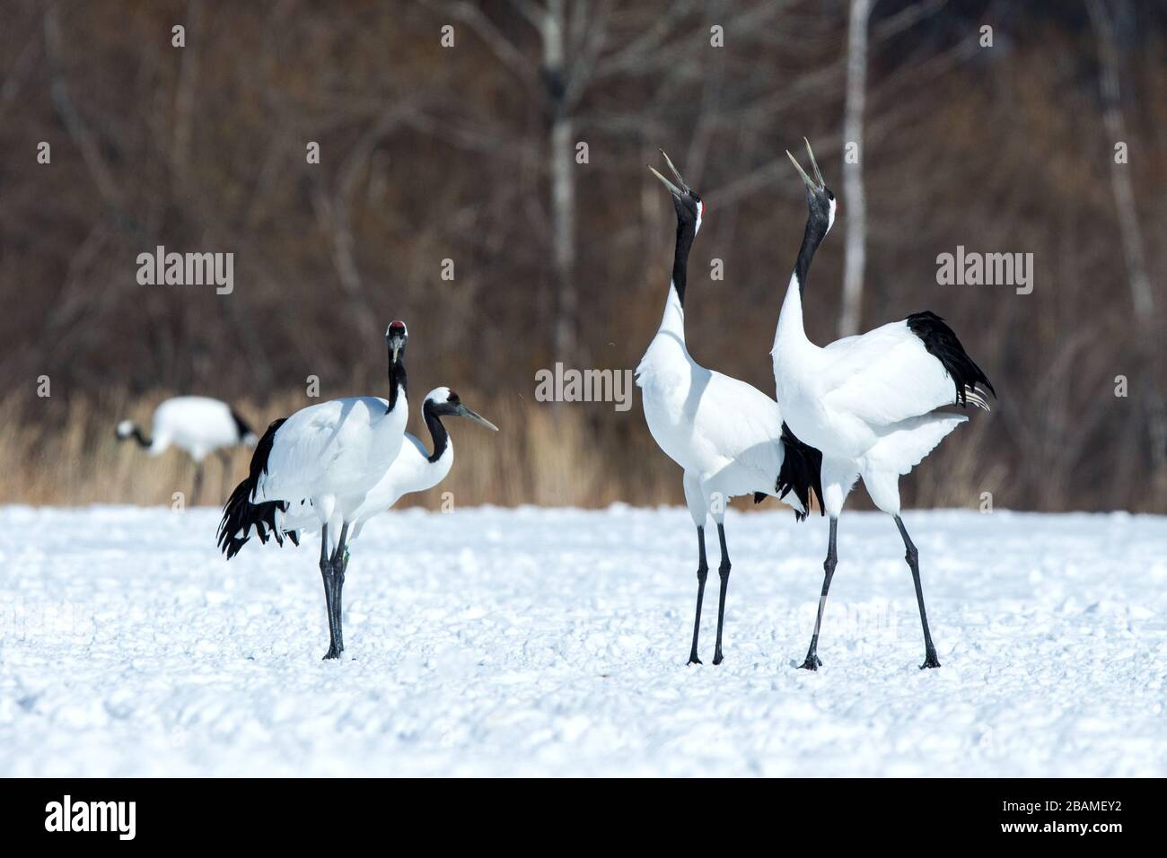 Dancing red crowned cranes (grus japonensis) with open wings on snowy ...