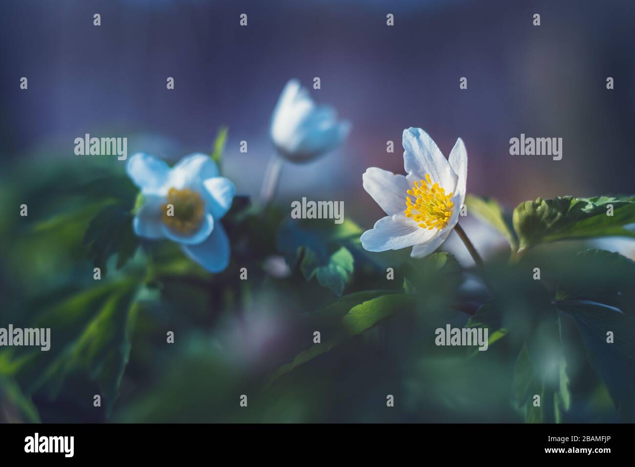 Anemone nemorosa - white flowers with green leaves, close up view Stock Photo