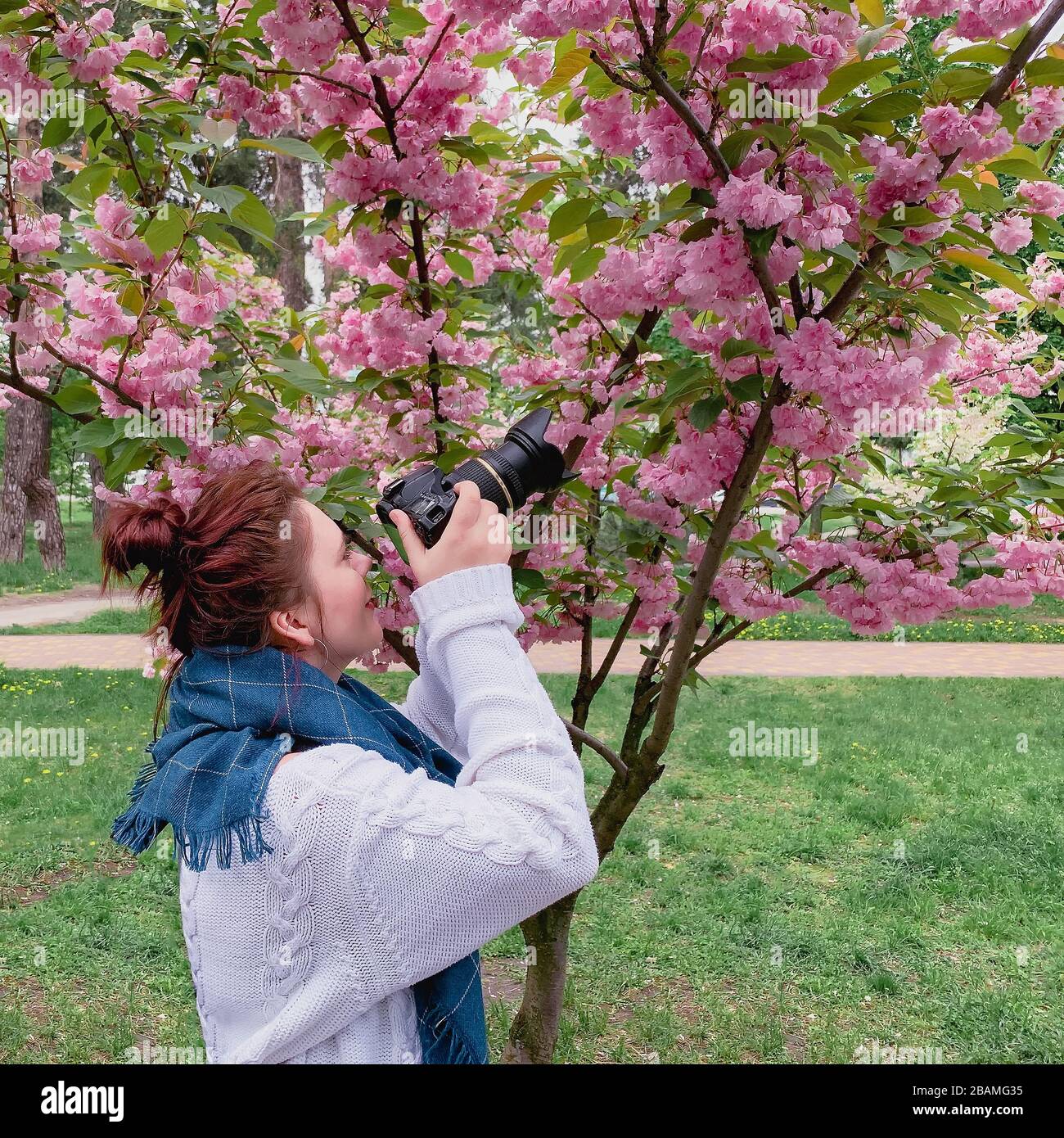 young happy smiling red-haired woman with a white sweater and blue scarf takes a picture with a flowering pink sakura tree in a park in the city of Stock Photo