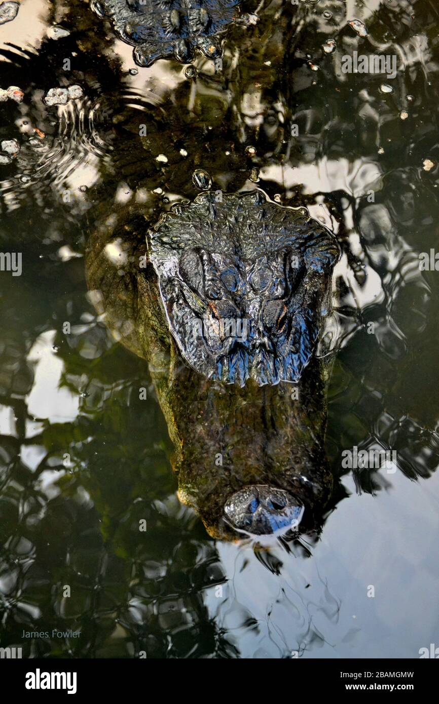 Large American Alligator head--view from above Stock Photo