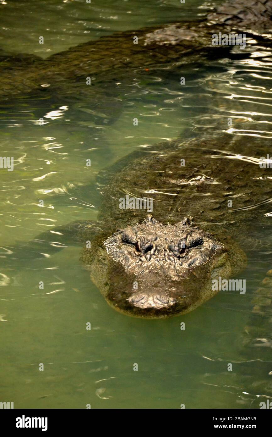 Very big Alligator looking at you. Stock Photo