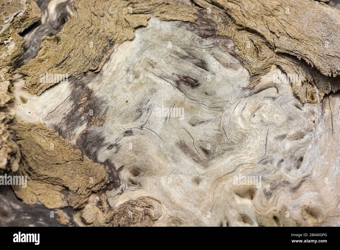 Exposed wood of old felled tree rotting away. Surface texture shows internal structure of the tree's physiology. Stock Photo