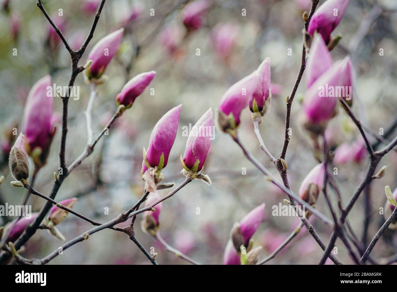 Background of pink magnolia buds on a tree Stock Photo - Alamy