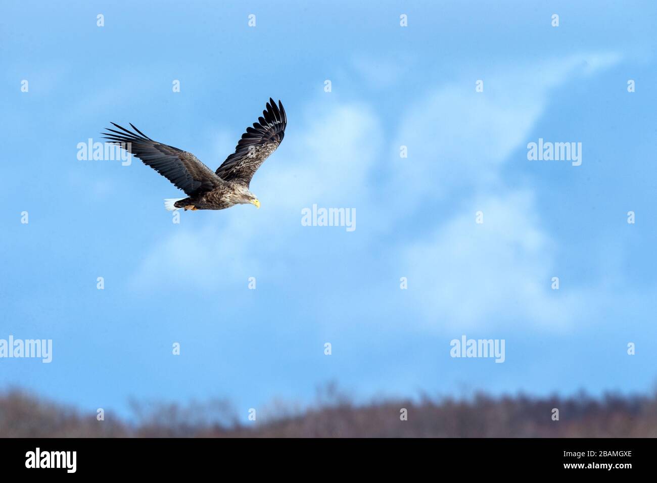 White-tailed eagle in flight, eagle flying against blue sky with clouds in Hokkaido, Japan, silhouette of eagle at sunrise, majestic sea eagle, wallpa Stock Photo