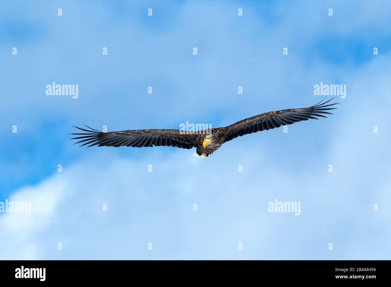 White-tailed eagle in flight, eagle flying against blue sky with clouds in Hokkaido, Japan, silhouette of eagle at sunrise, majestic sea eagle, wallpa Stock Photo