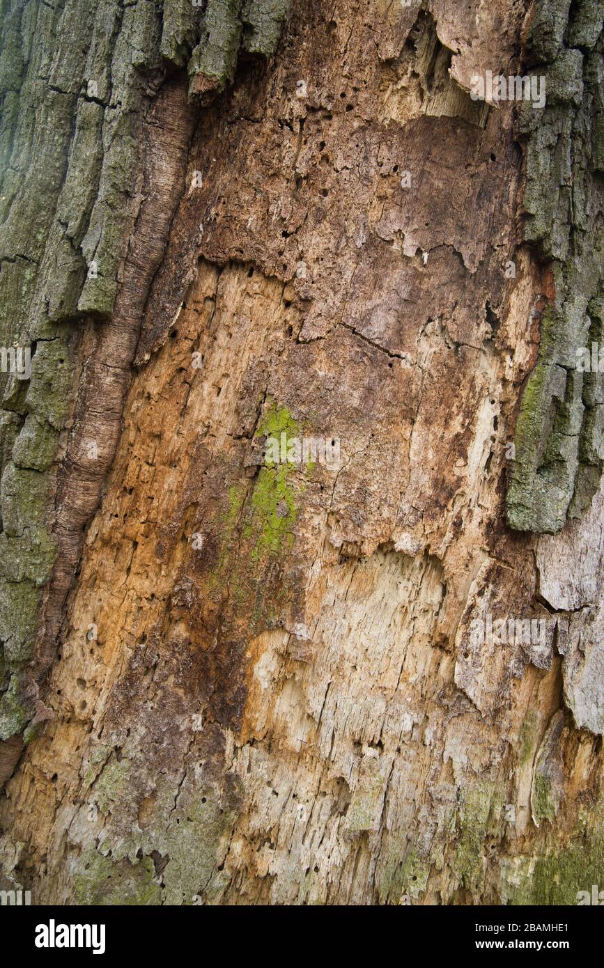 old rotten oak tree trunk closeup Stock Photo