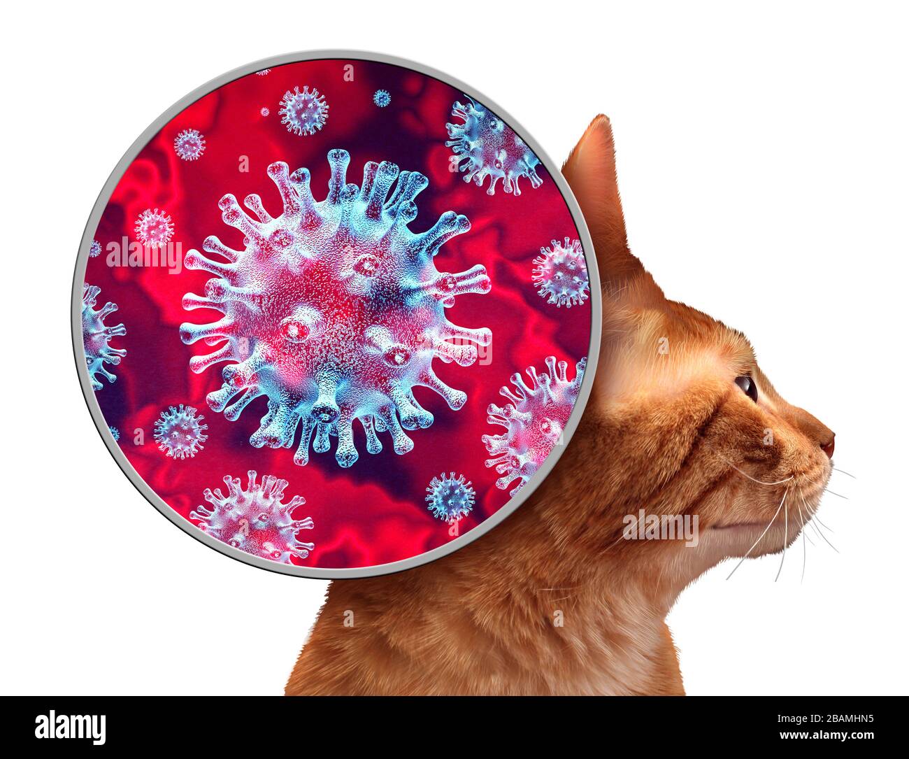 Pet virus as Coronavirus infection in a cat with 3D illustration elements. Stock Photo