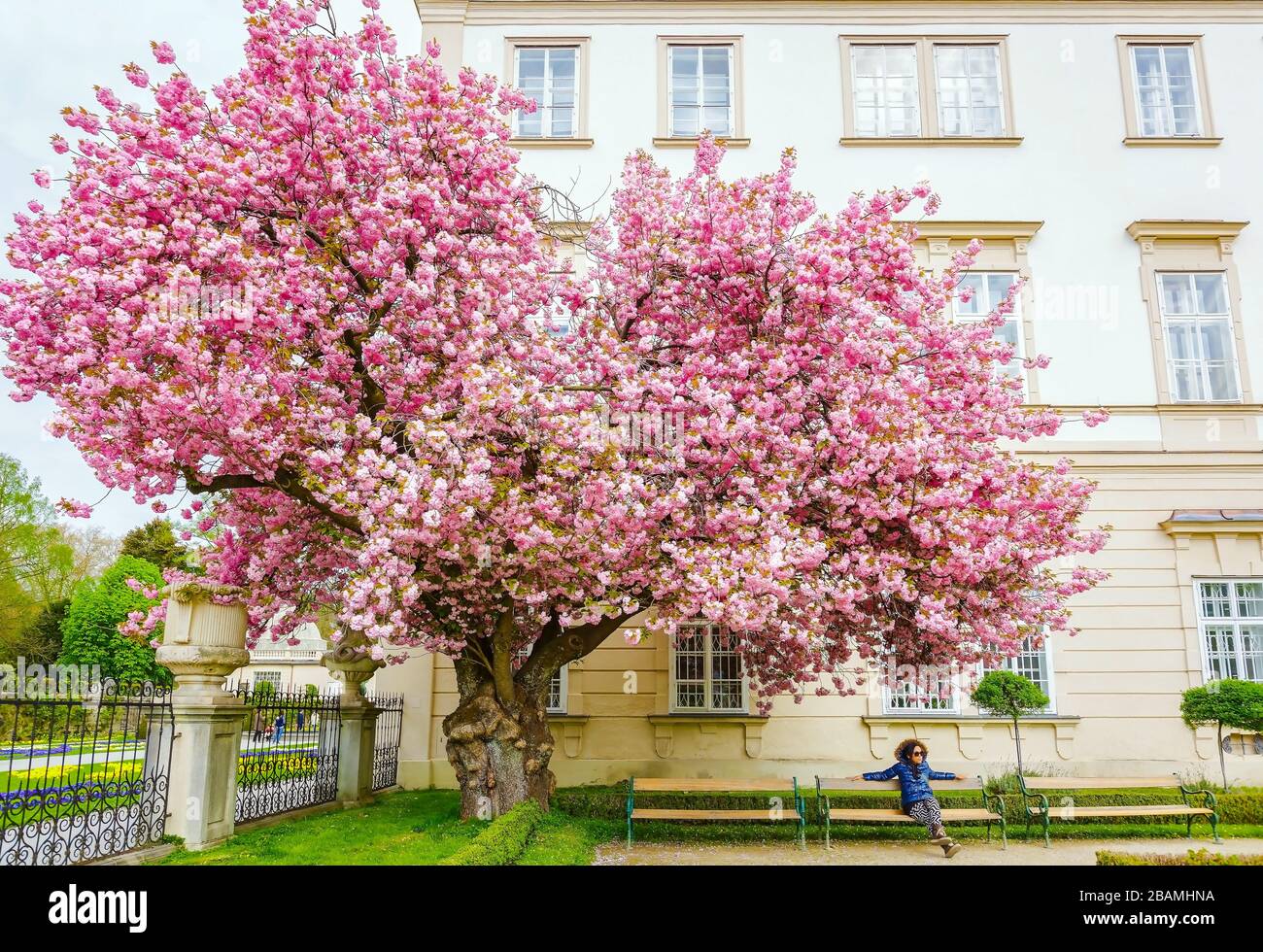 Woman enjoying springtime with view of beautiful pink blossoms Stock ...