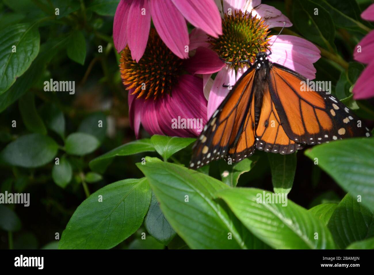 Monarch butterfly hanging from a Enchinacea Flower Stock Photo