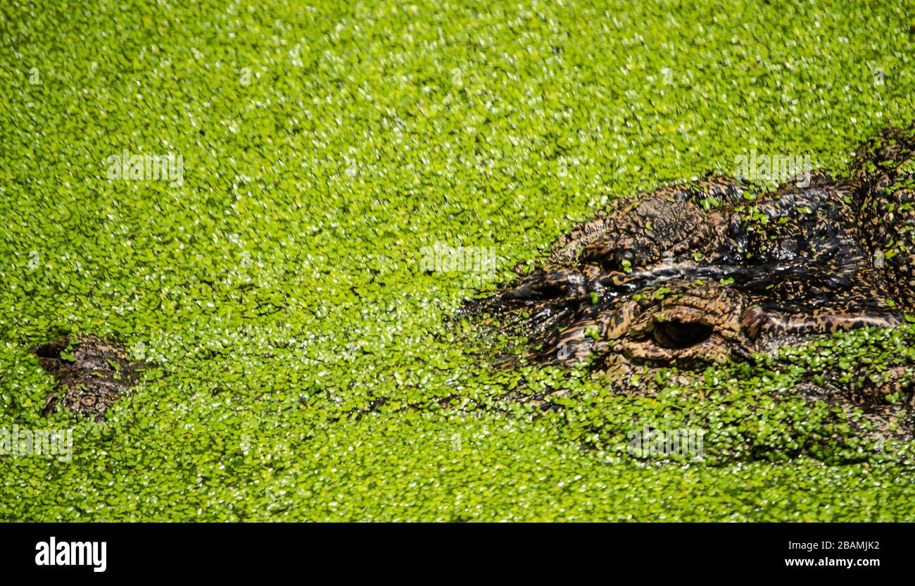 Alligator eyes in green duck weed. Stock Photo