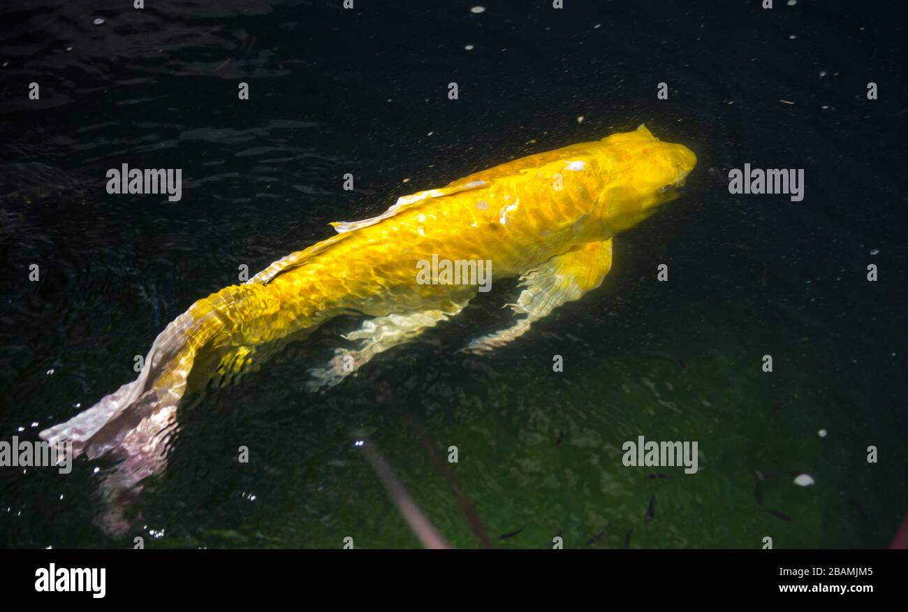 One yellow koi in pond01 Stock Photo Alamy