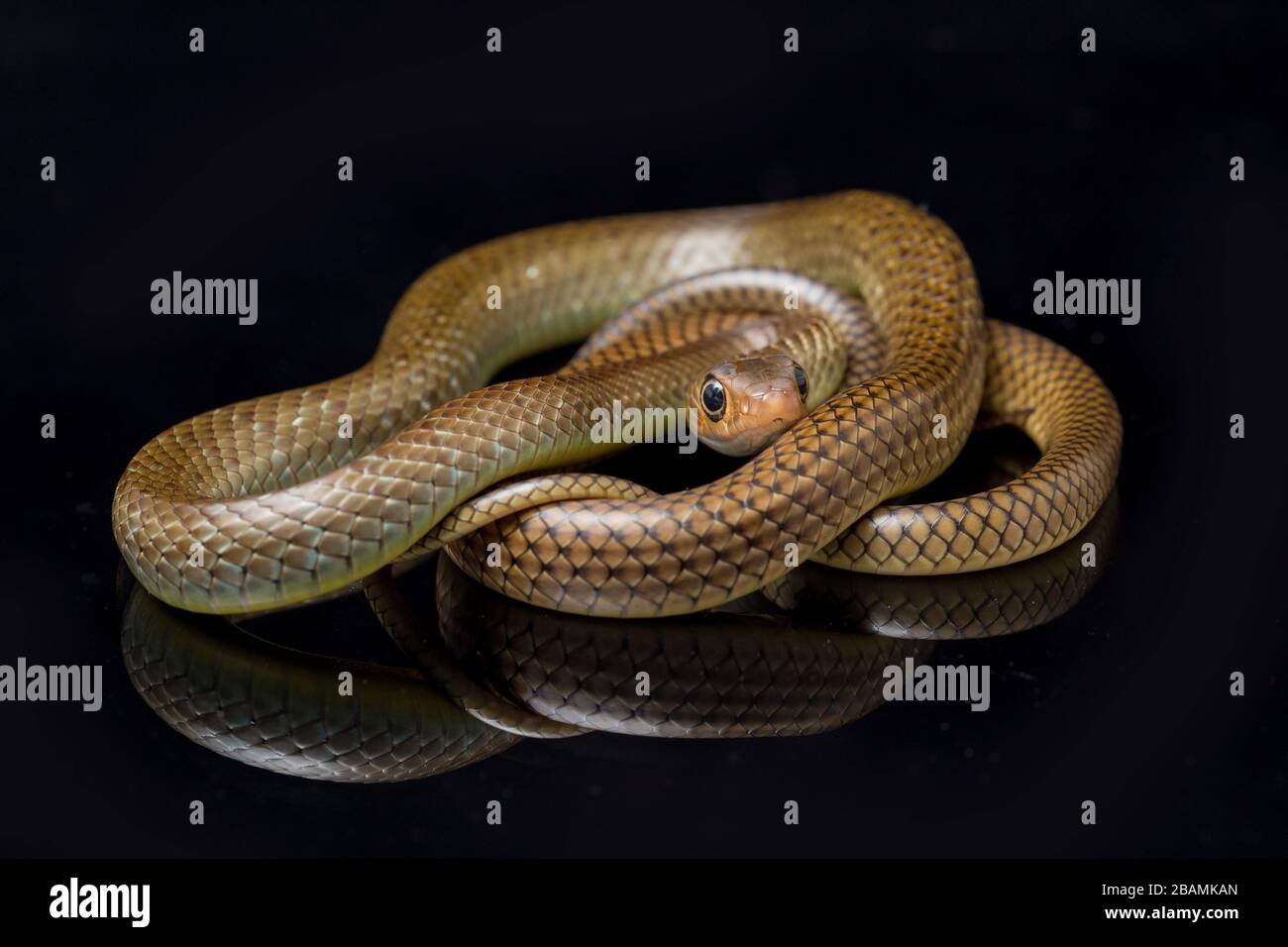 Ptyas korros, commonly known as the Chinese ratsnake or Indo-Chinese rat snake, isolated on black background Stock Photo