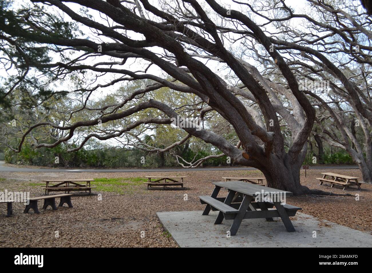 Just a local park in North Florida with picnic tables and oak trees with no leaves Stock Photo