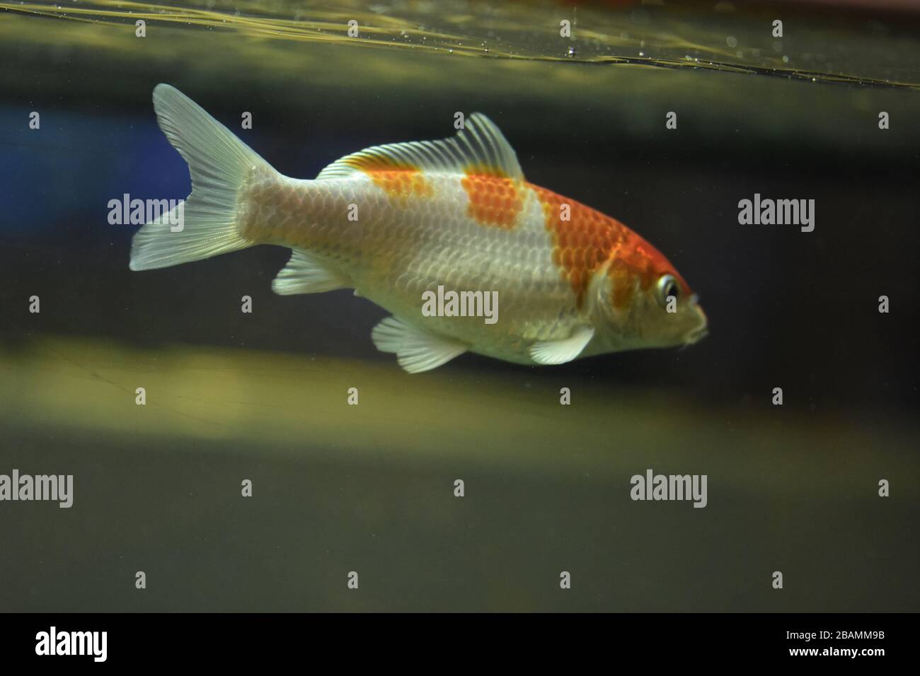 Hanako Fish Koi carp hanako hi-res stock photography and images - Alamy