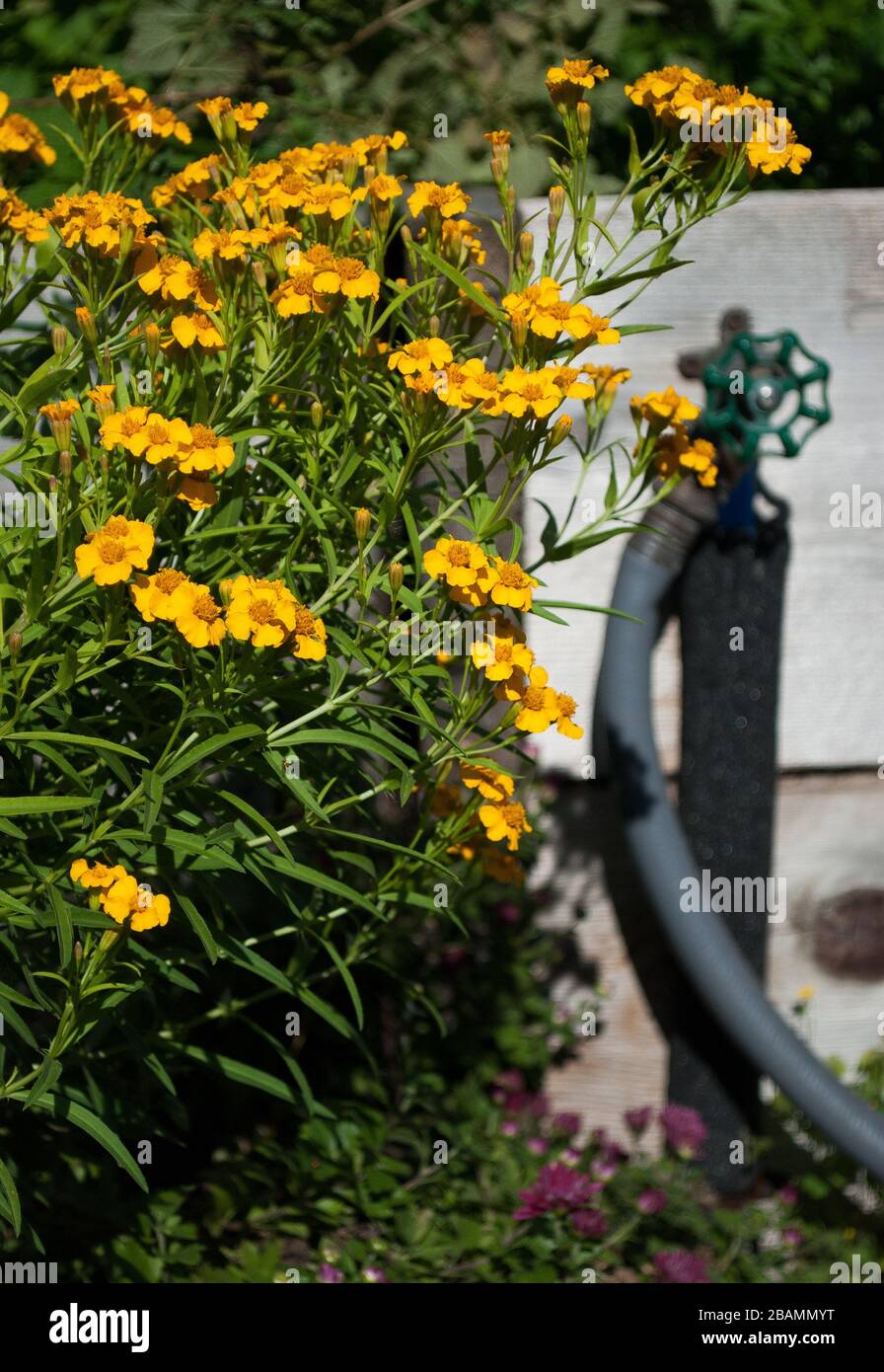 Garden scene with water spigot and coreopsis Stock Photo