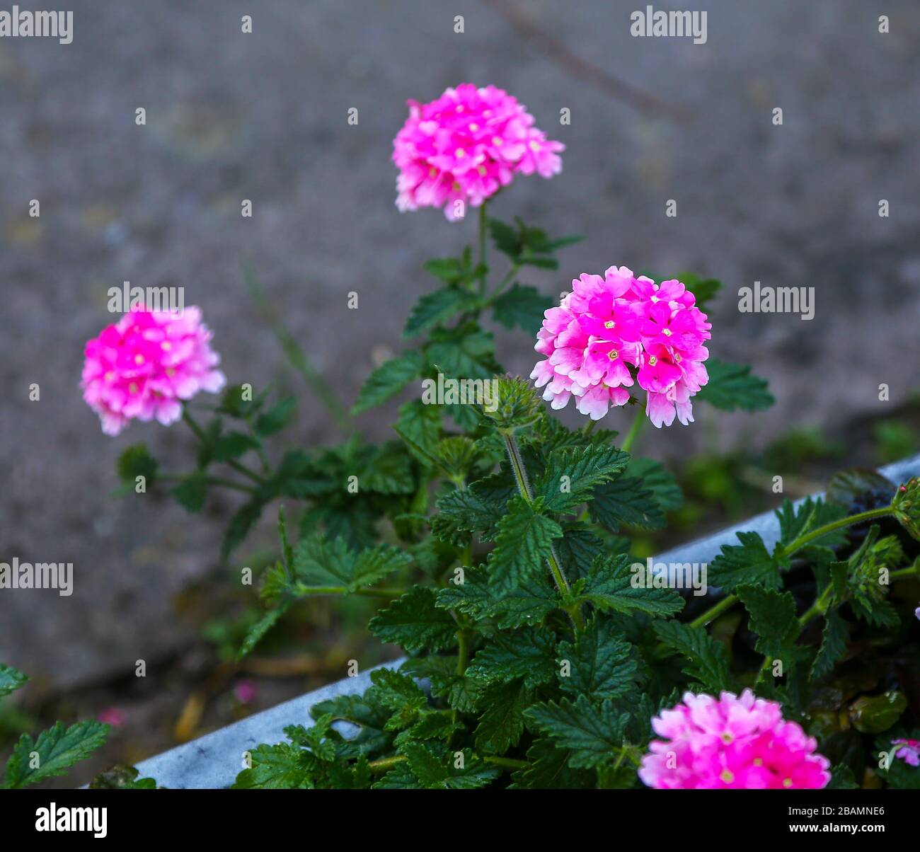 The pink flowers of a Verbena 'Coral Pink' Stock Photo