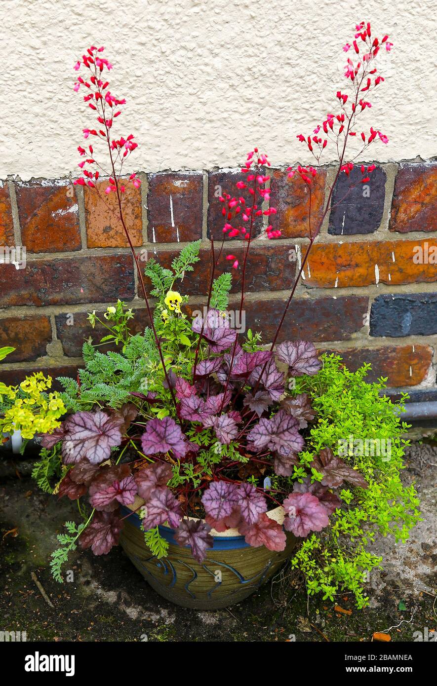 A Heuchera plant with a red flower spike Stock Photo