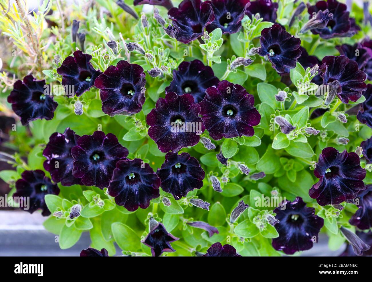 Petunia 'Happy Magic Charcoal Black' Stock Photo