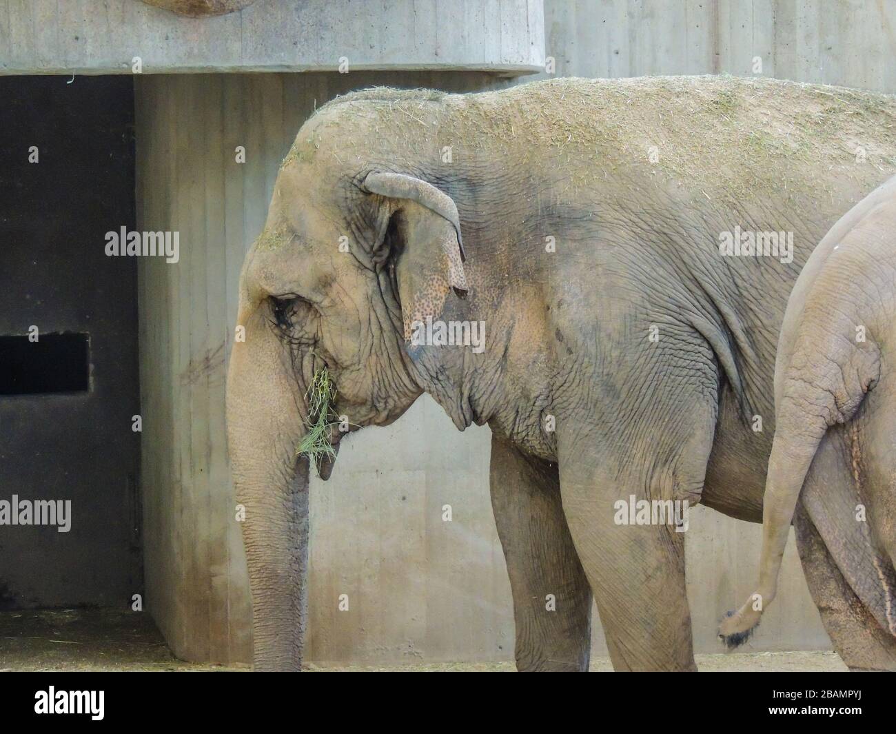 Sad animals deprived of their freedom in a zoo Stock Photo - Alamy