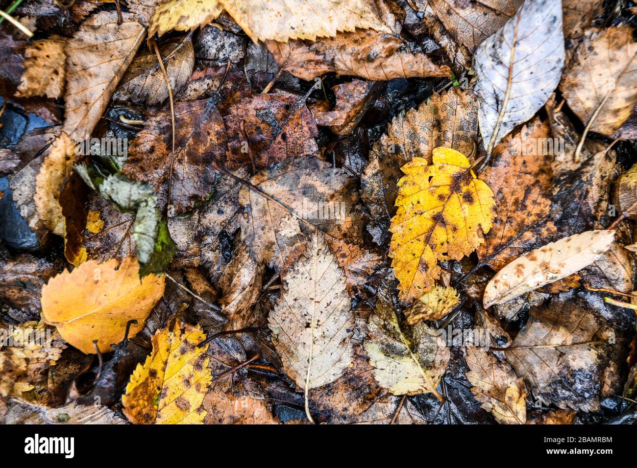 Autumn leaf texture in Georgia Stock Photo