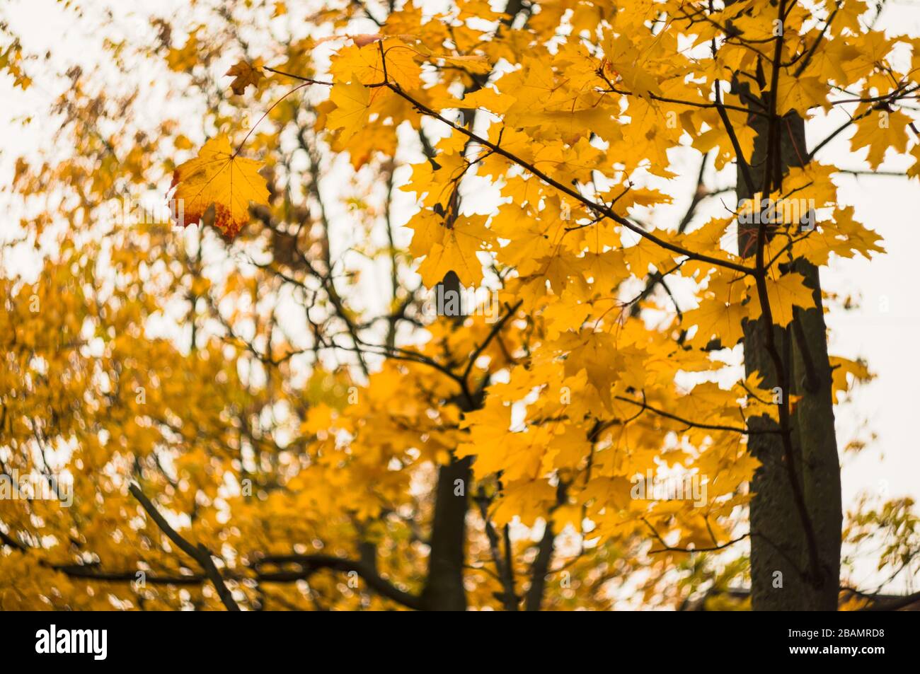 Yellow maple leaves on a blurred background. Autumn background. Soft focus, defocused Stock Photo