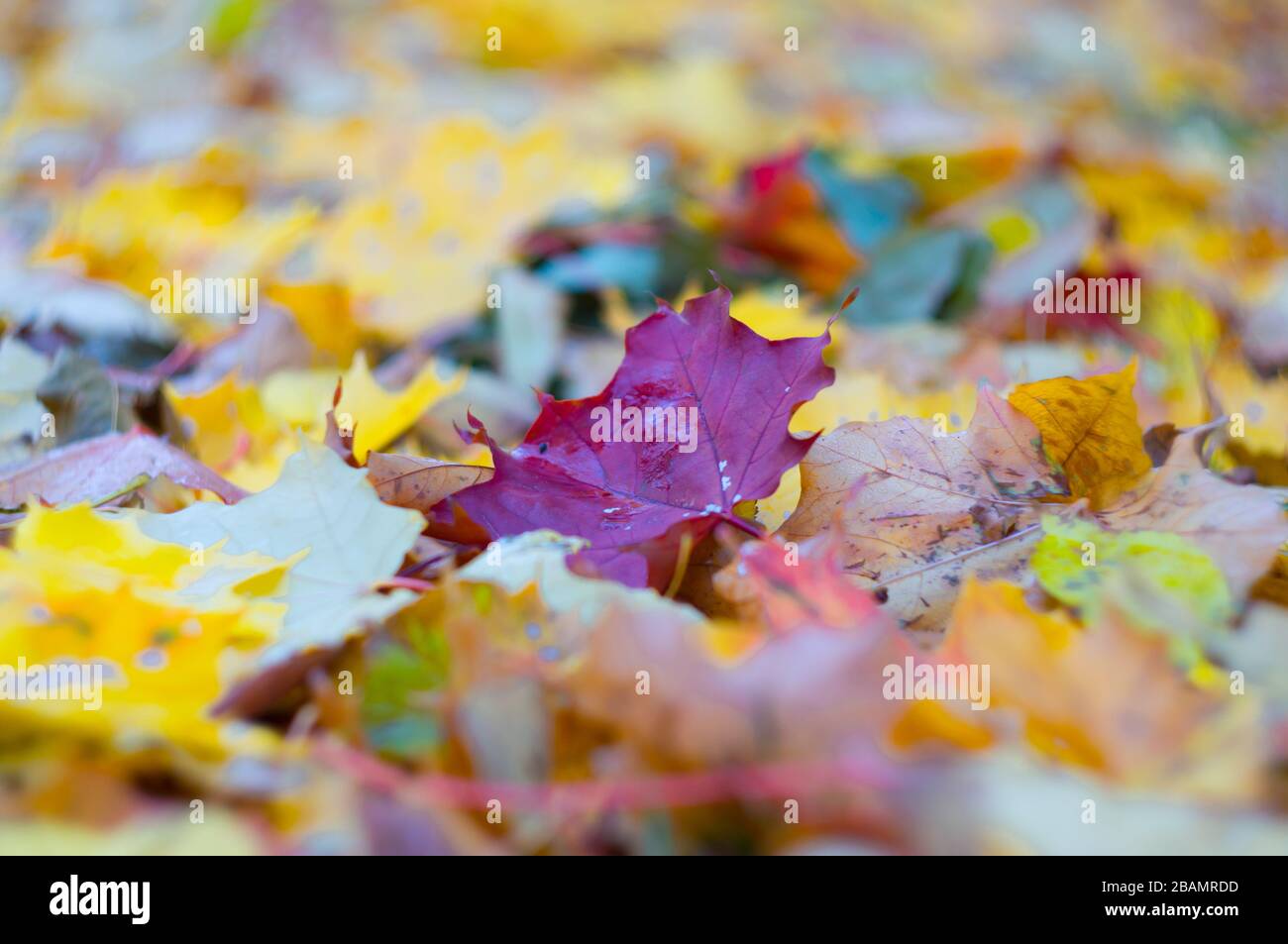 Bright burgundy maple leaf among the fallen leaves on the ground. Falling leaves. Autumn background. Soft focus, shallow depth of field. Stock Photo