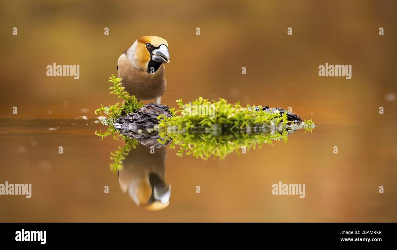 Positive hawfinch male staring on its reflection in water with copy space. Stock Photo