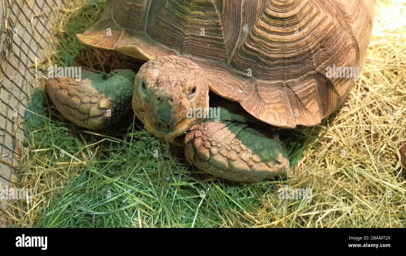 Tortoise watching hi-res stock photography and images - Alamy