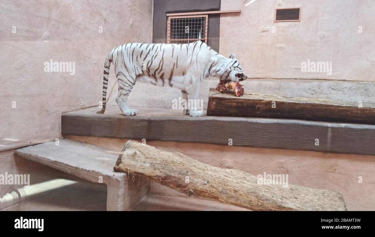 White tiger having dinner in a zoo enviroment Stock Photo Alamy