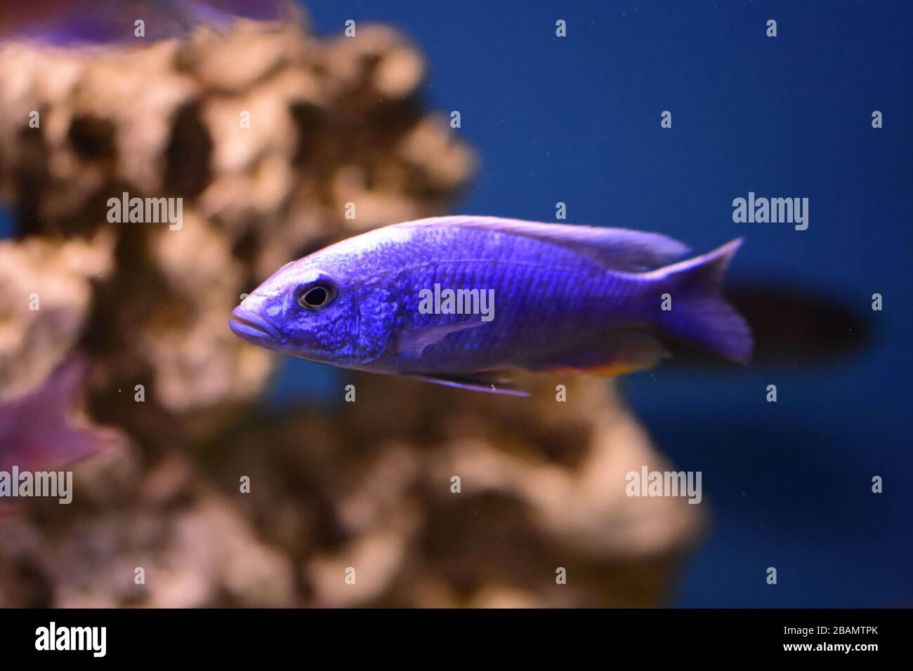 Freshwater aquarium fish, endemic cichlid fish from African lake and south american rivers Stock Photo