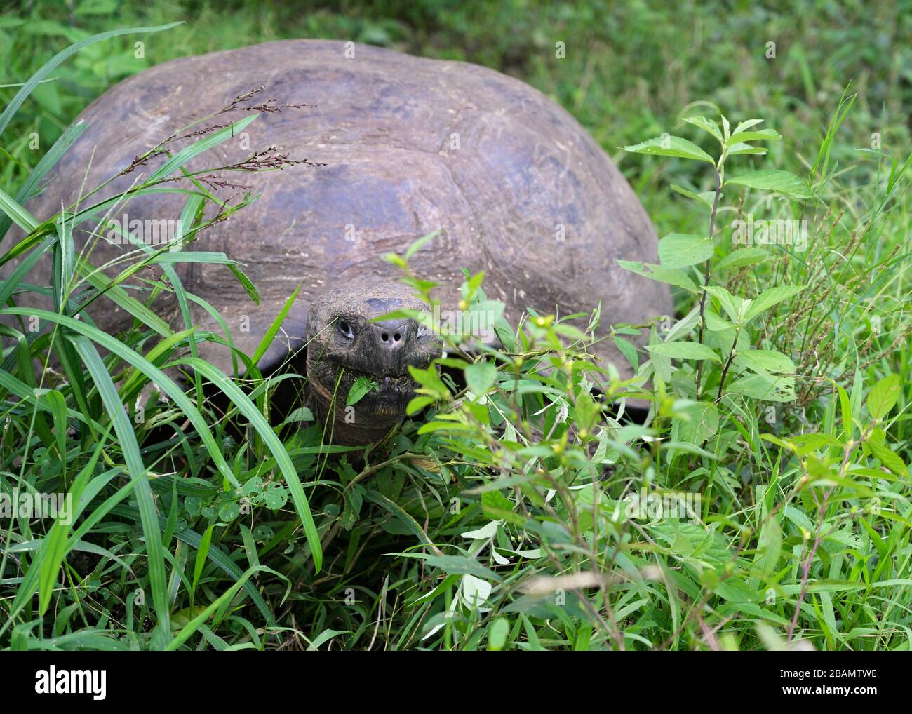 Galapagos giant tortoise Geochelone nigrita Santa Cruz Island highlands Stock Photo