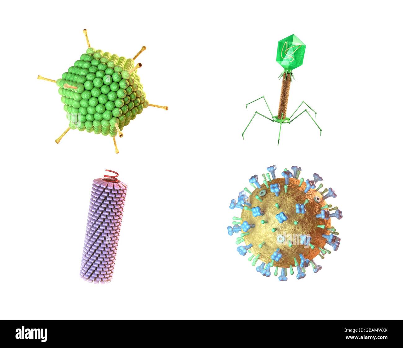 Virus classification bas on shape. Digital illustration. Stock Photo