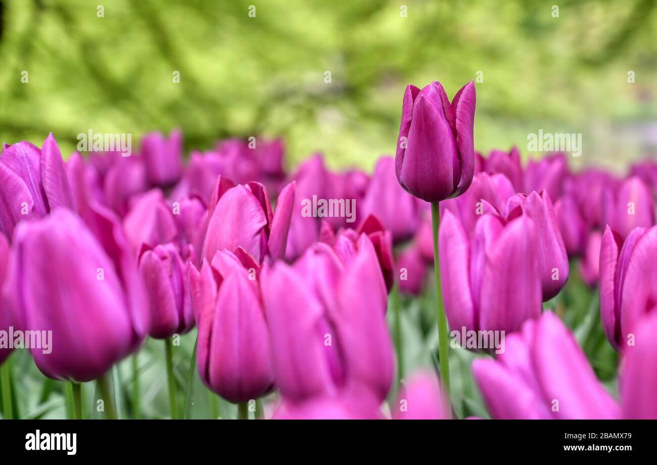 Rows of tulips and other flowers in a garden in the Netherlands Stock ...