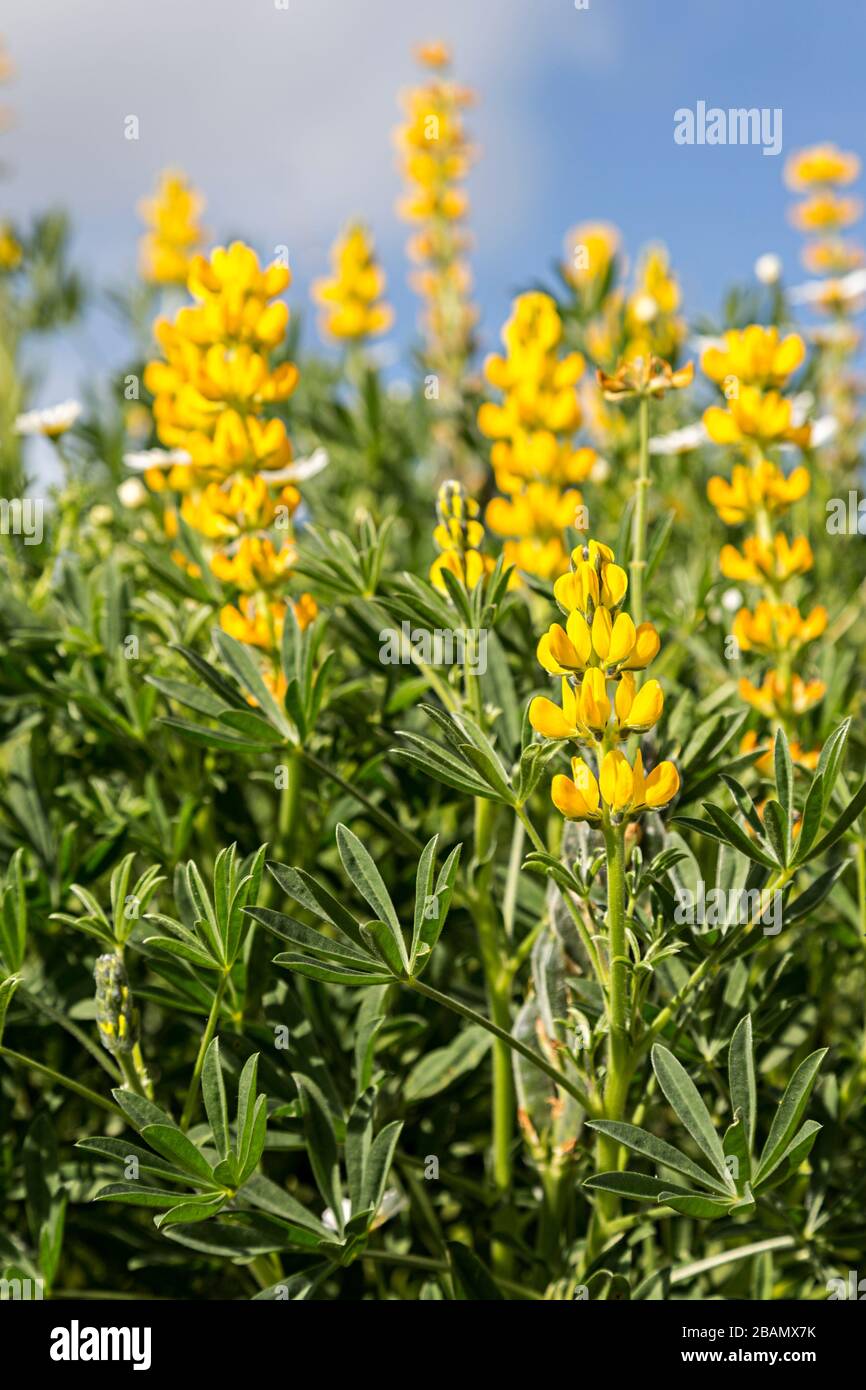 Yellow lupin, Lupinus luteus, Cruz dos Madeiros, Algarve, Portugal Stock Photo