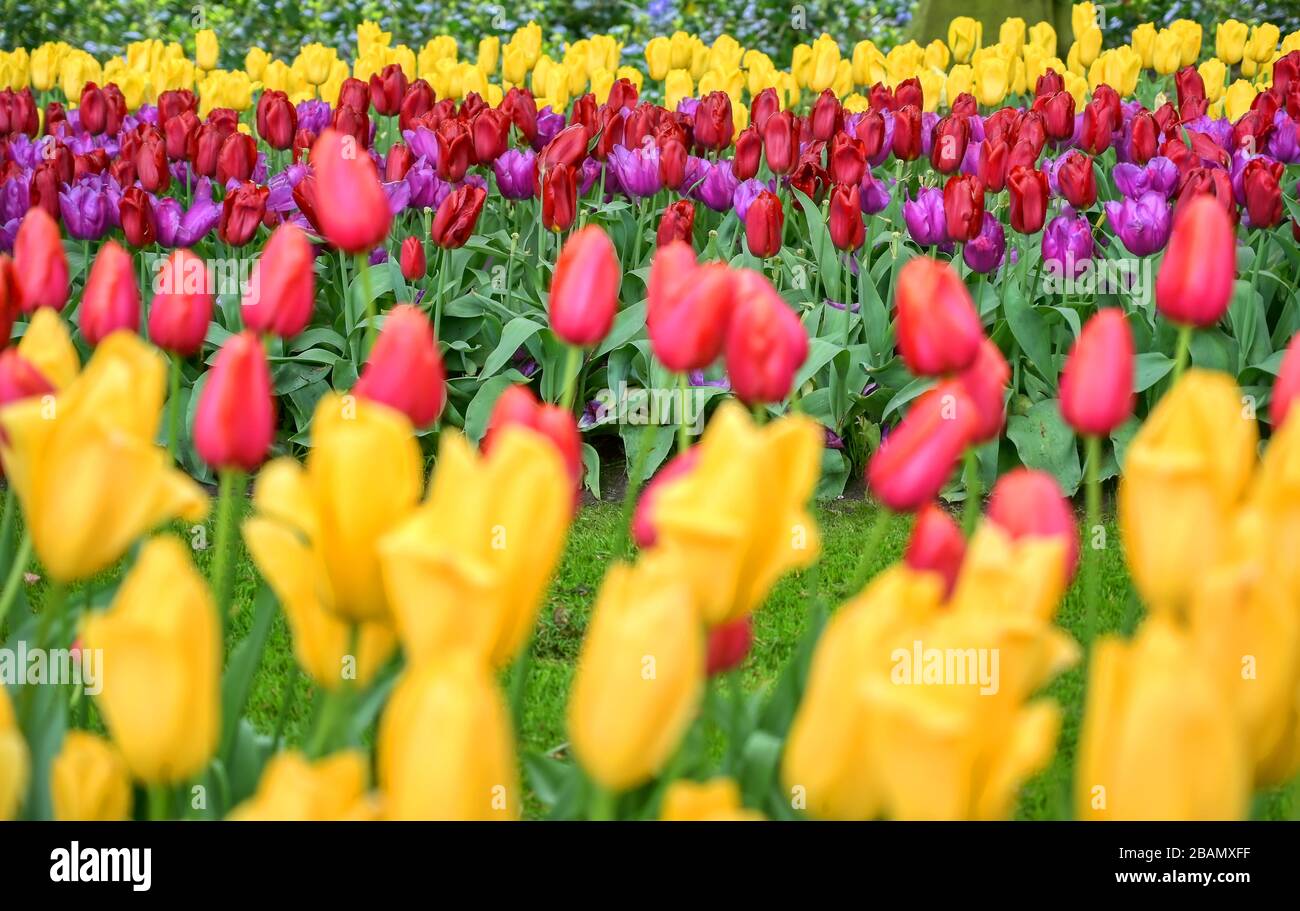 Rows of tulips and other flowers in a garden in the Netherlands Stock ...