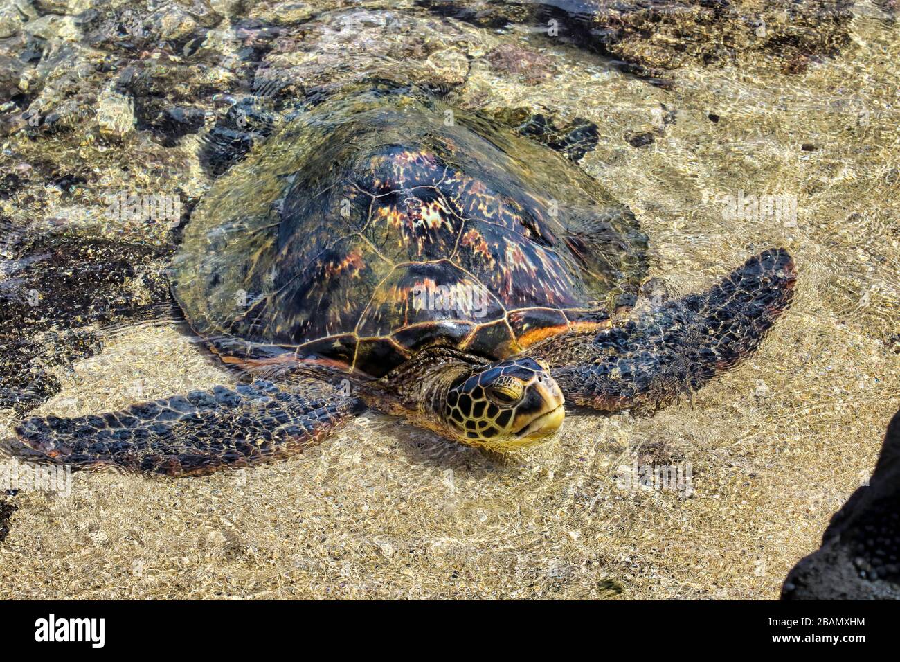 Lone green sea turtle in shallow water near the shore Stock Photo Alamy