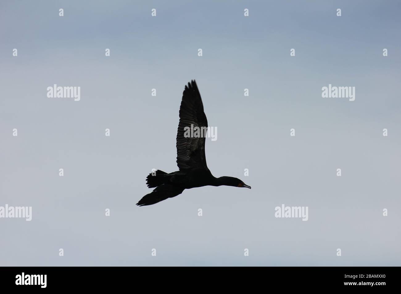 Black Cormorant (Bird) at City Park, Denver, Colorado, USA Stock Photo