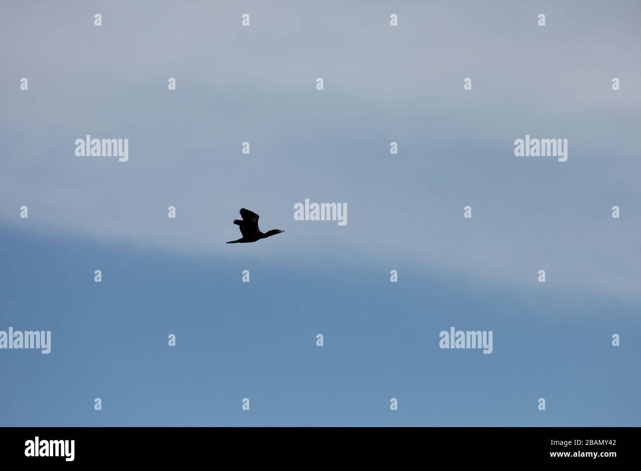 Black Cormorant (Bird) at City Park, Denver, Colorado, USA Stock Photo