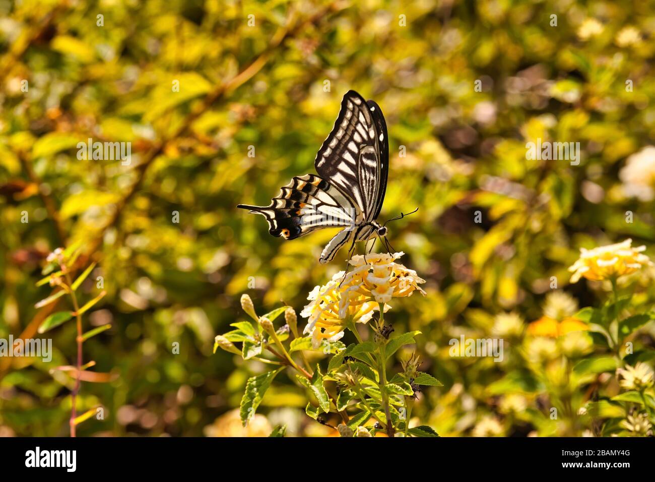 Lone yellow asian swallowtail butterfly resting on a flower. Stock Photo