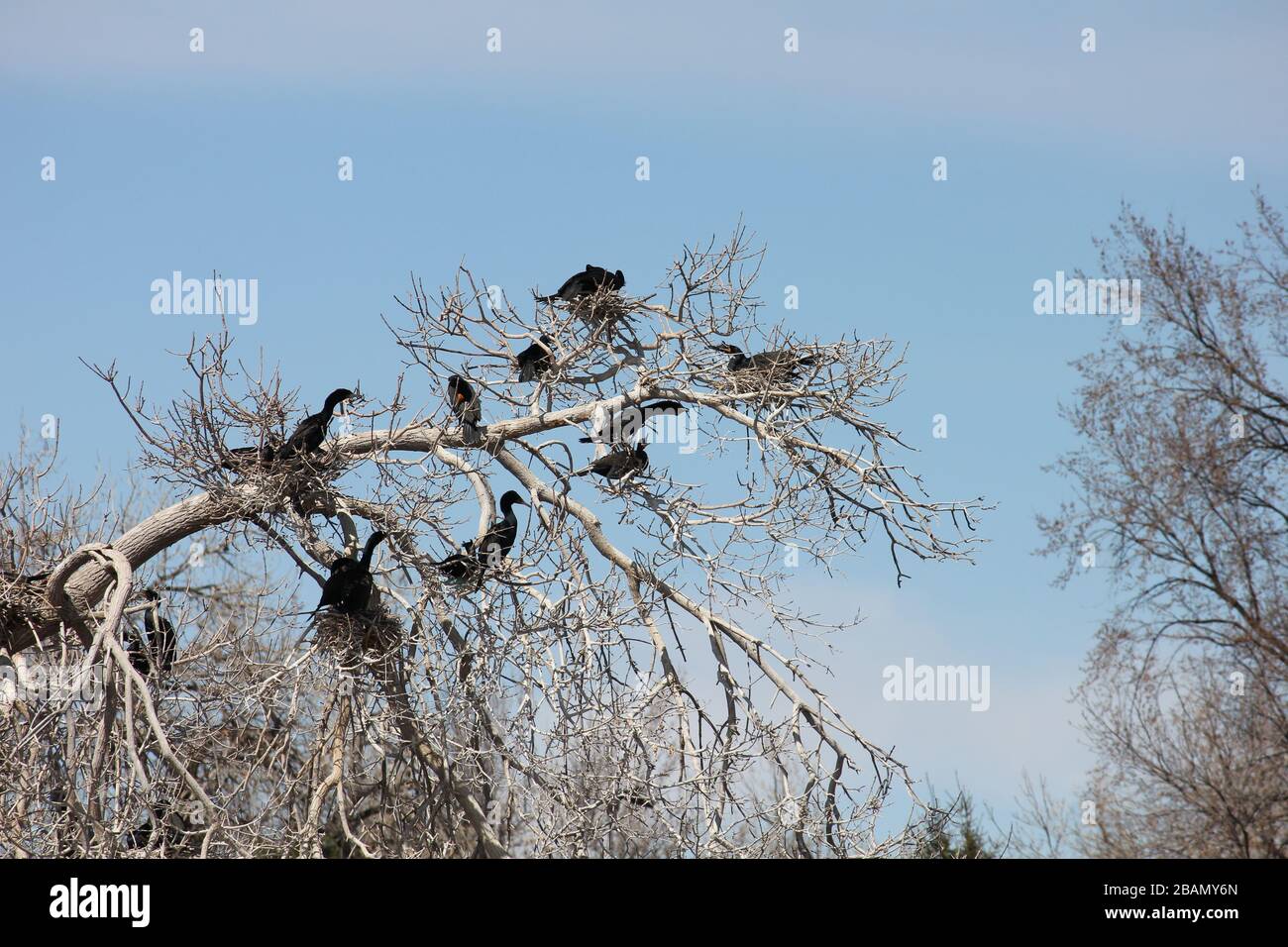 Cormorant Nests City Park, Denver, Colorado, USA Stock Photo Alamy