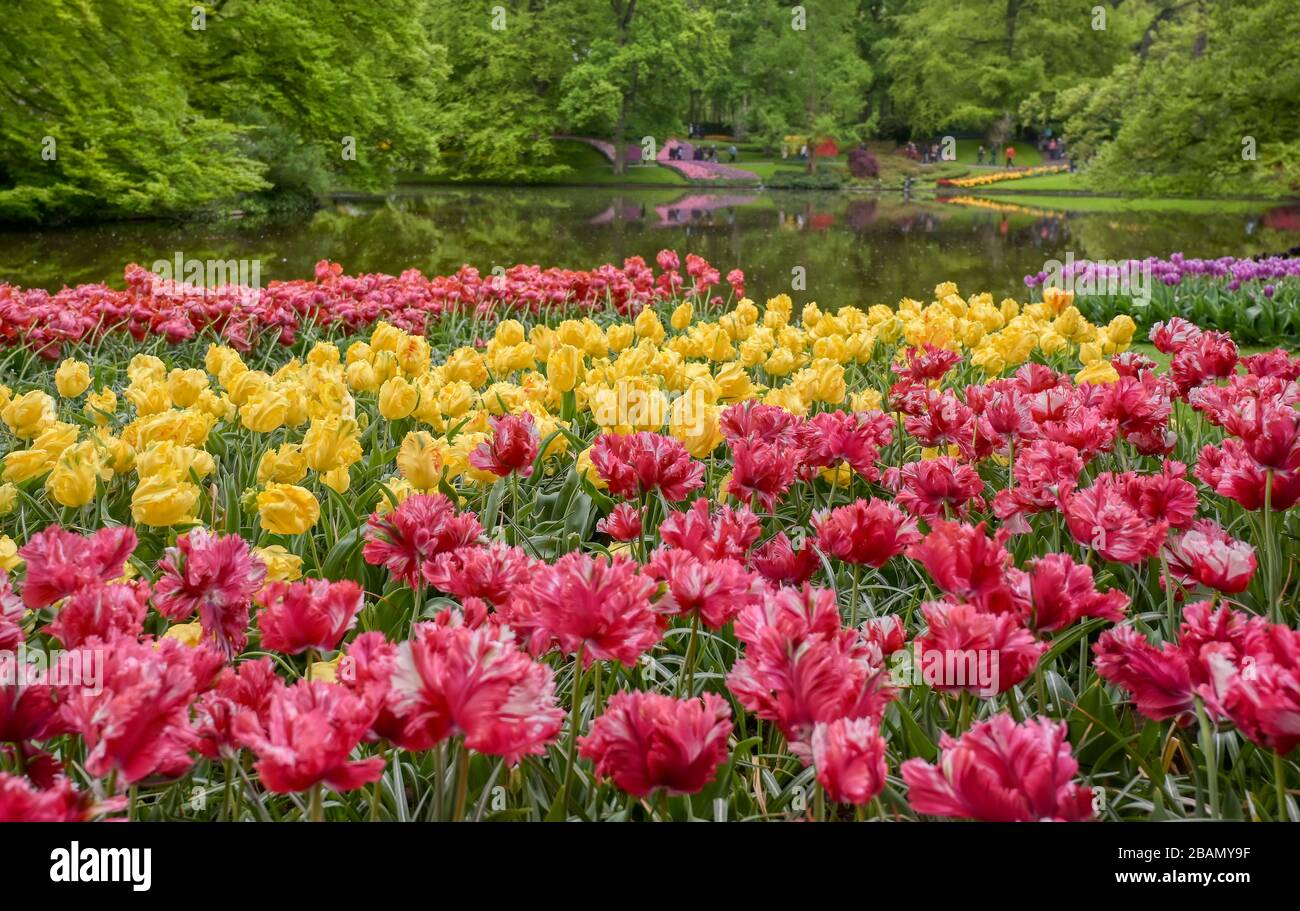 Rows of tulips and other flowers in a garden in the Netherlands Stock ...