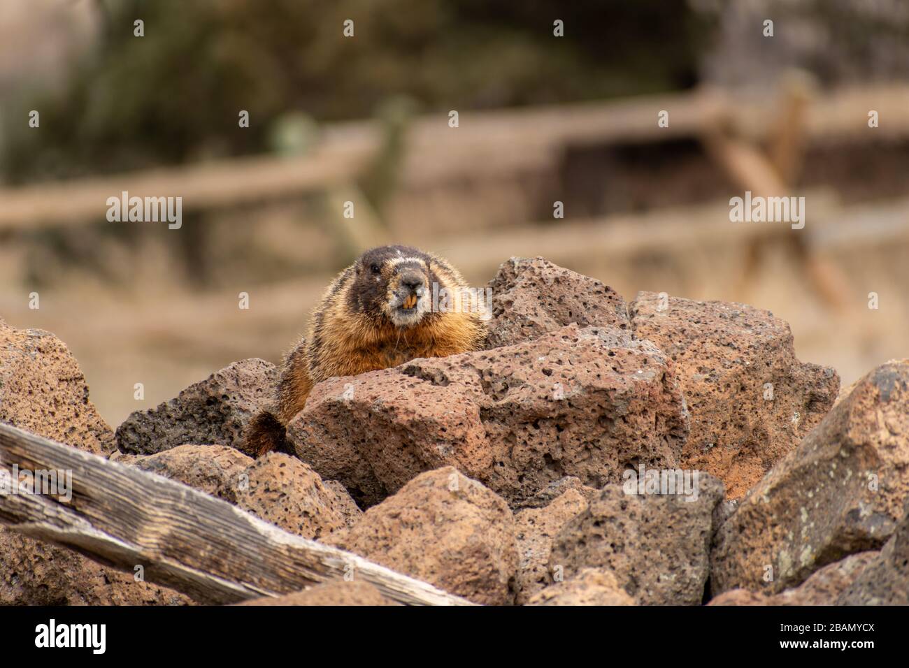 Rock chuck (Yellow-bellied marmot) resting on lava rock Stock Photo - Alamy