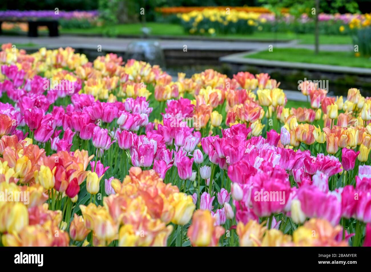 Rows of tulips and other flowers in a garden in the Netherlands Stock ...
