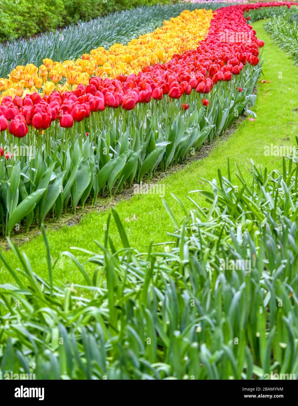 Rows of tulips and other flowers in a garden in the Netherlands Stock ...