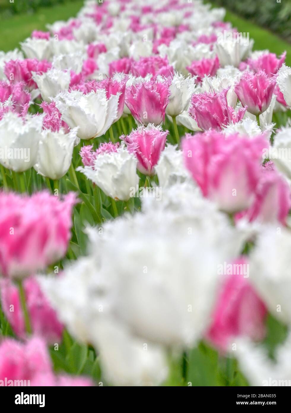 Rows of tulips and other flowers in a garden in the Netherlands Stock ...