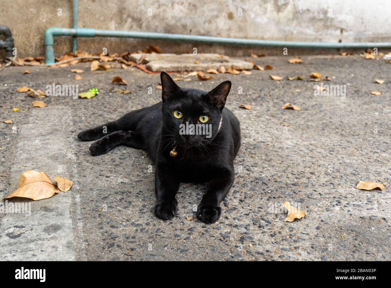 A black cat lying on the ground Stock Photo