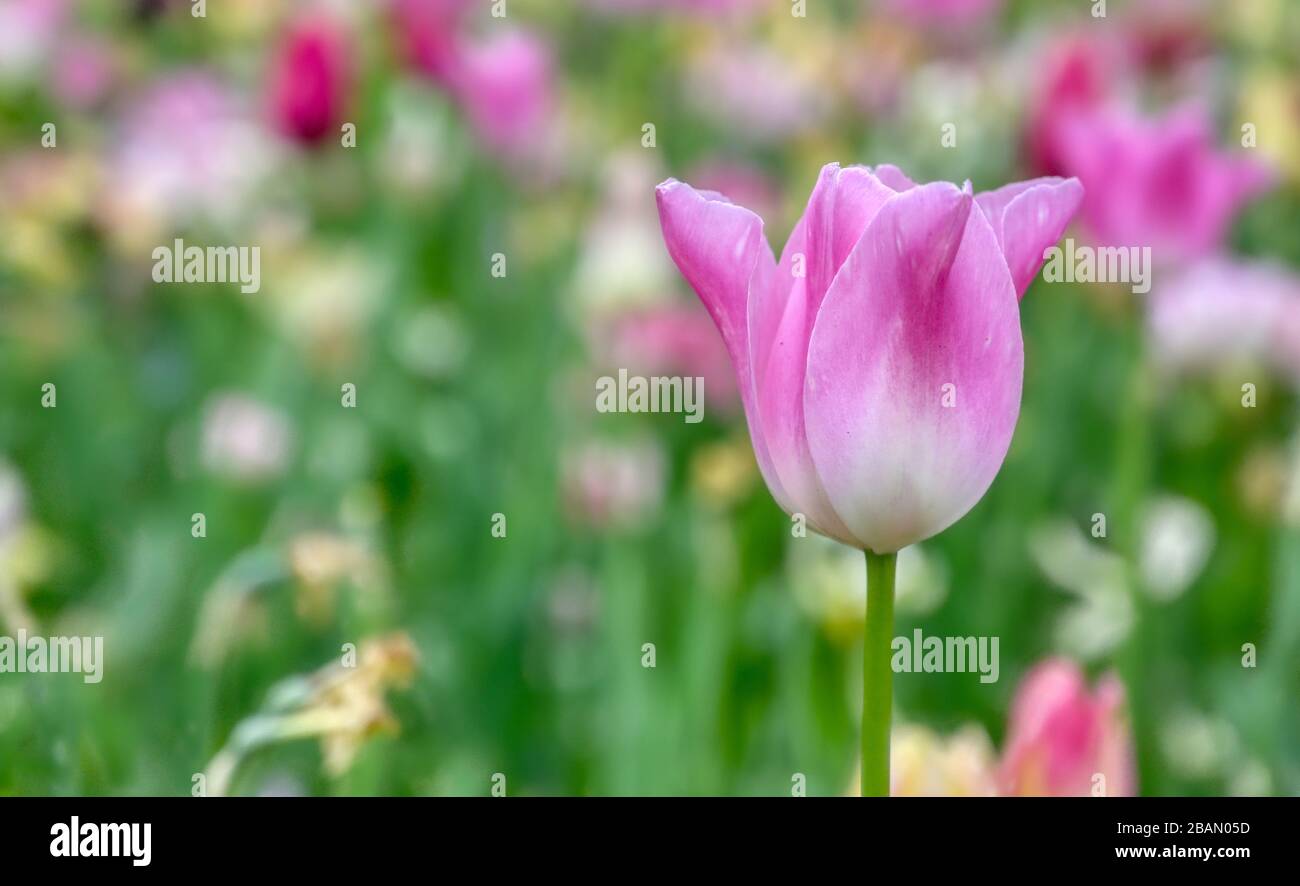 Rows of tulips and other flowers in a garden in the Netherlands Stock ...