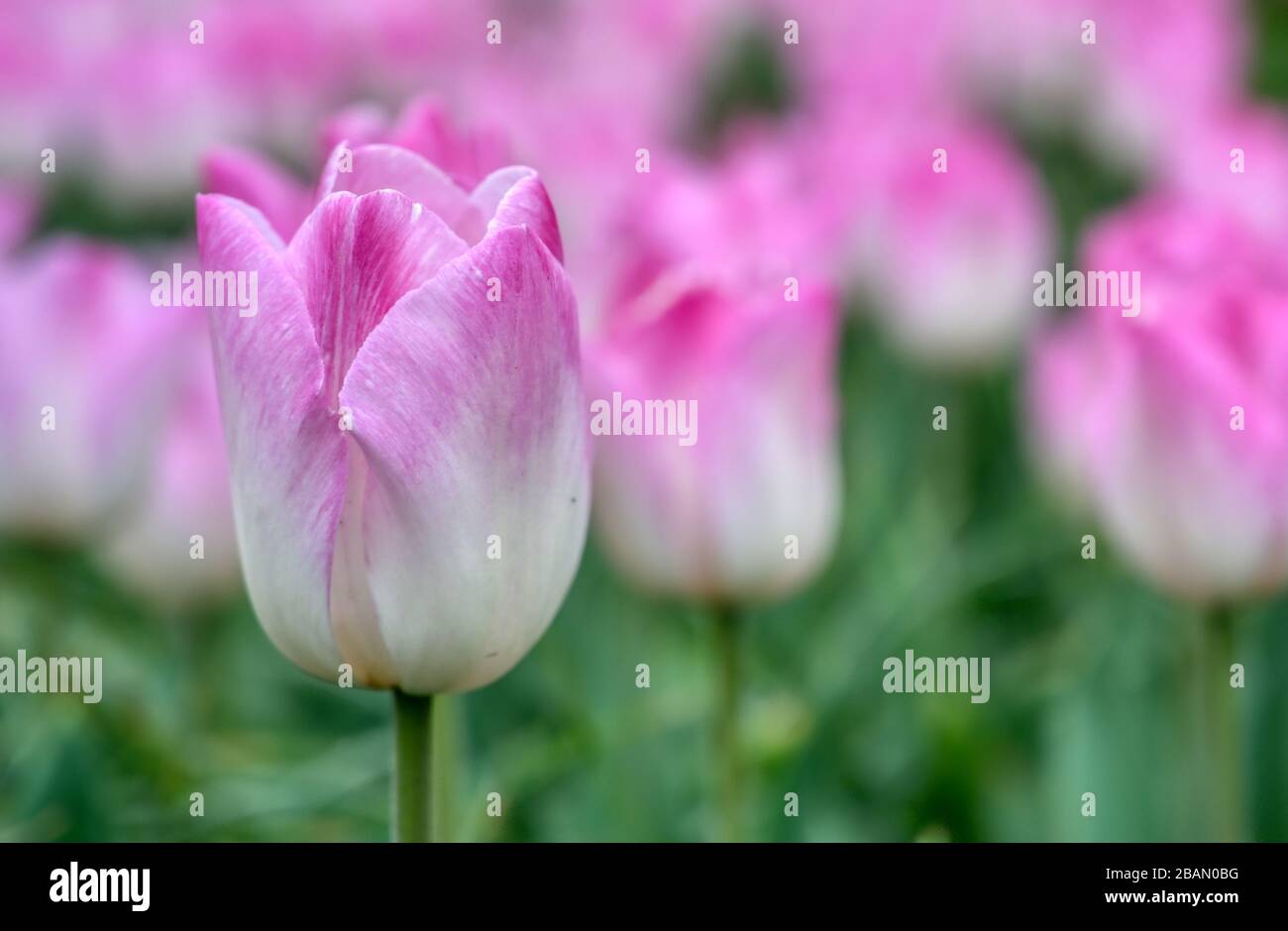 Rows of tulips and other flowers in a garden in the Netherlands Stock ...