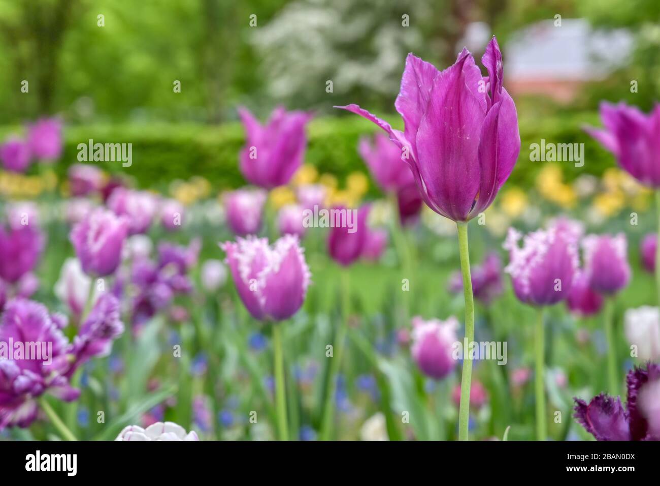 Rows of tulips and other flowers in a garden in the Netherlands Stock ...